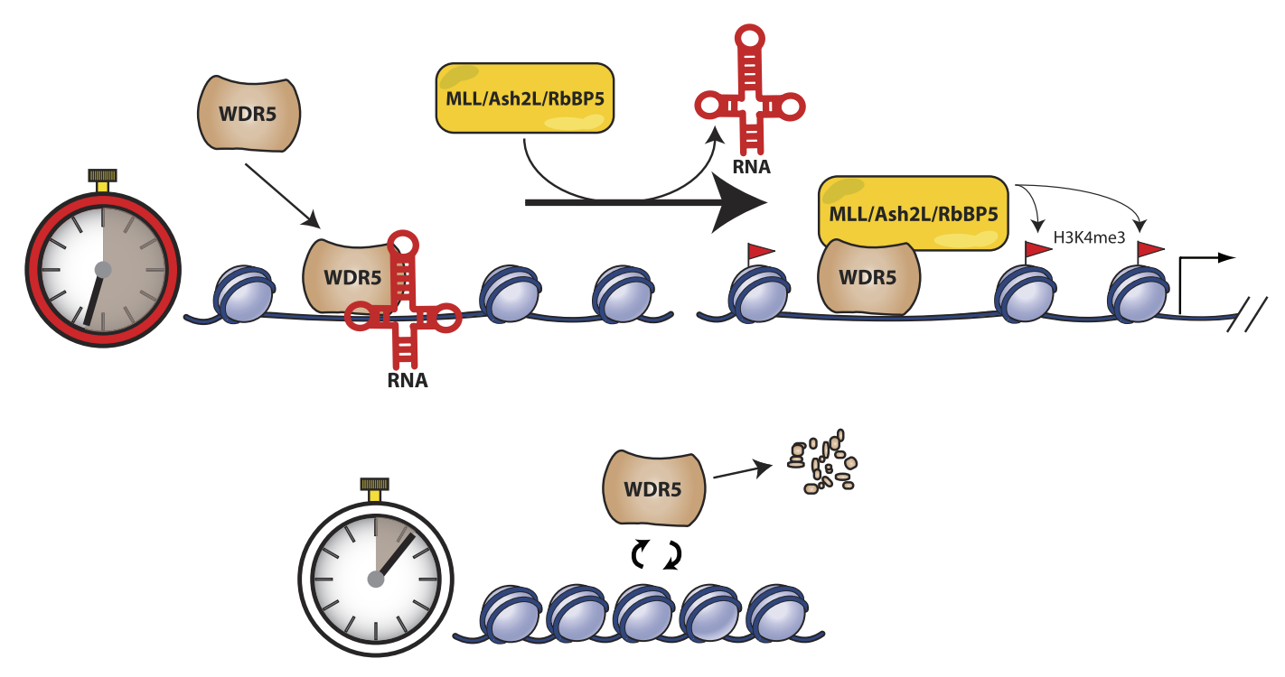 Yang YW*, Flynn RA *, Chen Y, Qu K, Wan B, Wang KC, Lei M, Chang HY. Essential role of lncRNA binding for WDR5 maintenance of active chromatin and embryonic stem cell pluripotency. Elife . February 2014 Pubmed PDF