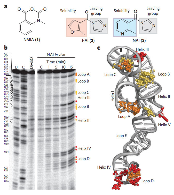 Spitale RC*, Crisalli P*, Flynn RA *, Torre EA, Kool ET, Chang HY. RNA SHAPE analysis in living cells. Nature Chemical Biology . November 2013 Pubmed PDF Highlighted in F1000 Prime , Nature Methods , and BioTechniques