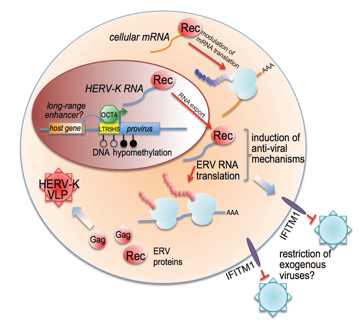 Grow EJ, Flynn RA , Chavez SL, Bayless NL, Wossidlo M, Wesche D, Martin L, Ware C, Blish C, Chang HY, Reijo Pera RA, Wysocka J. Intrinsic retroviral reactivation in human preimplantation embryos and pluripotent cells Nature . April 2015 Pubmed Highlighted in The New York Times and Stanford News