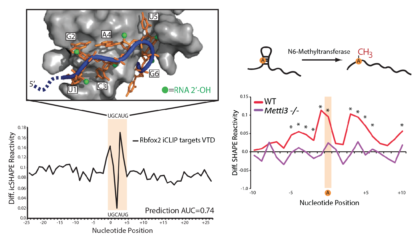 Spitale RC*, Flynn RA *, Zhang QC*, Crisalli P, Lee B, Jung J, Kuchelmeister HY, Batista PJ, Torre EA, Kool ET, Chang HY. Structural imprints in vivo reveal mechanisms of RNA regulation. Nature , March 2015 Pubmed PDF Highlighted in Nature News Feature , Nature Reviews Genetics ,and Nature Methods