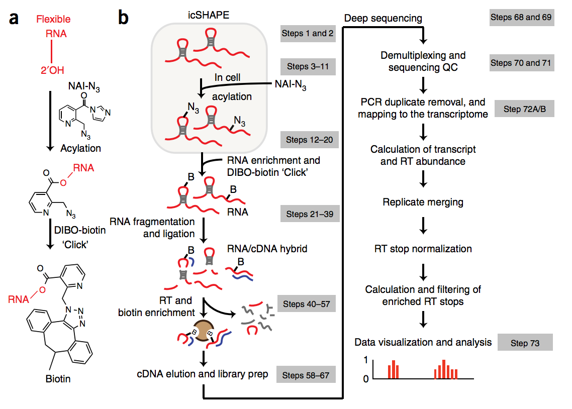 Flynn RA *, Zhang QC*, Spitale RC, Lee B, Mumbach MR, Chang HY. Transcriptome-wide interrogation of RNA secondary structure in living cells with icSHAPE. Nature Protocols . February 2016 Pubmed PDF