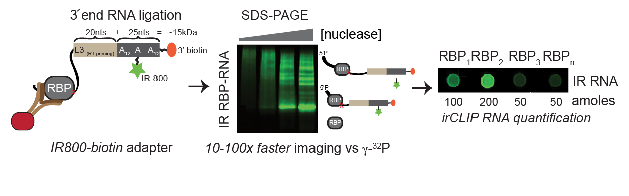 Zarnegar BJ, Flynn RA , Shen Y, Do DT, Chang HY, Khavari PA. Ultraefficient irCLIP platform for characterization of protein-RNA interactions. Nature Methods. April 2016 Highlighted in N ature Methods, News and Views and Molecular Cell, Technology Preview Pubmed PDF