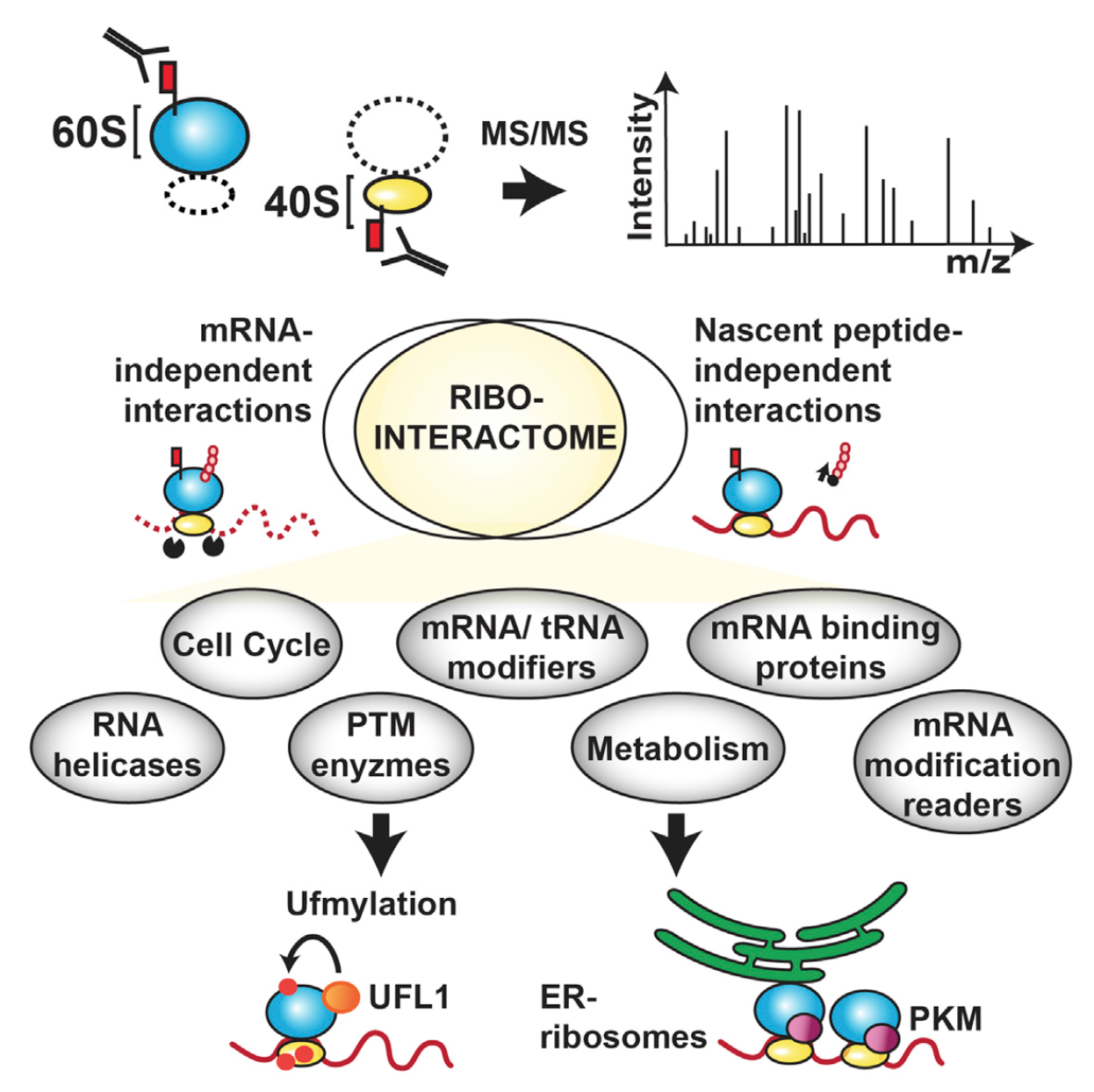 Simsek D, Tiu GC, Flynn RA , Byeon GW, Leppek K, Xu AF, Chang HY, Barna M The Mammalian Ribo-interactome Reveals Ribosome Functional Diversity and Heterogeneity Cell . June 2017 Pubmed PDF