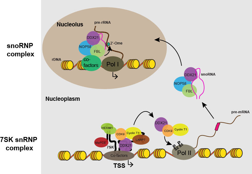 ResearchInterests_DDX21model.png