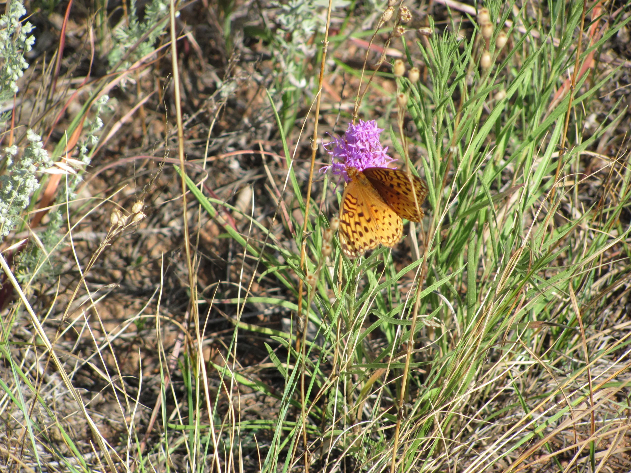 Week 6: Your Authentic Self is Your Guide