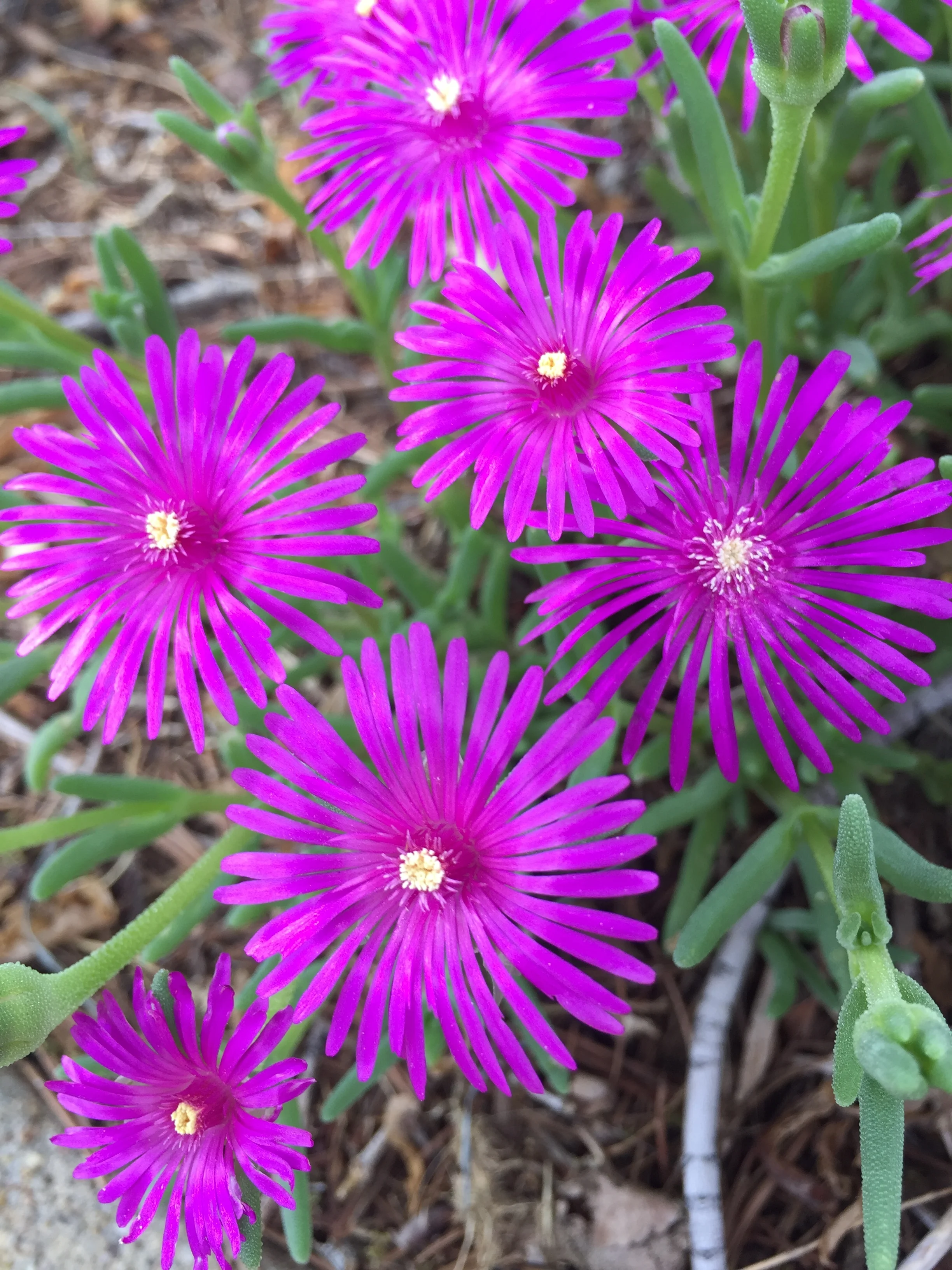 Self-Compassion Workshop on June 18