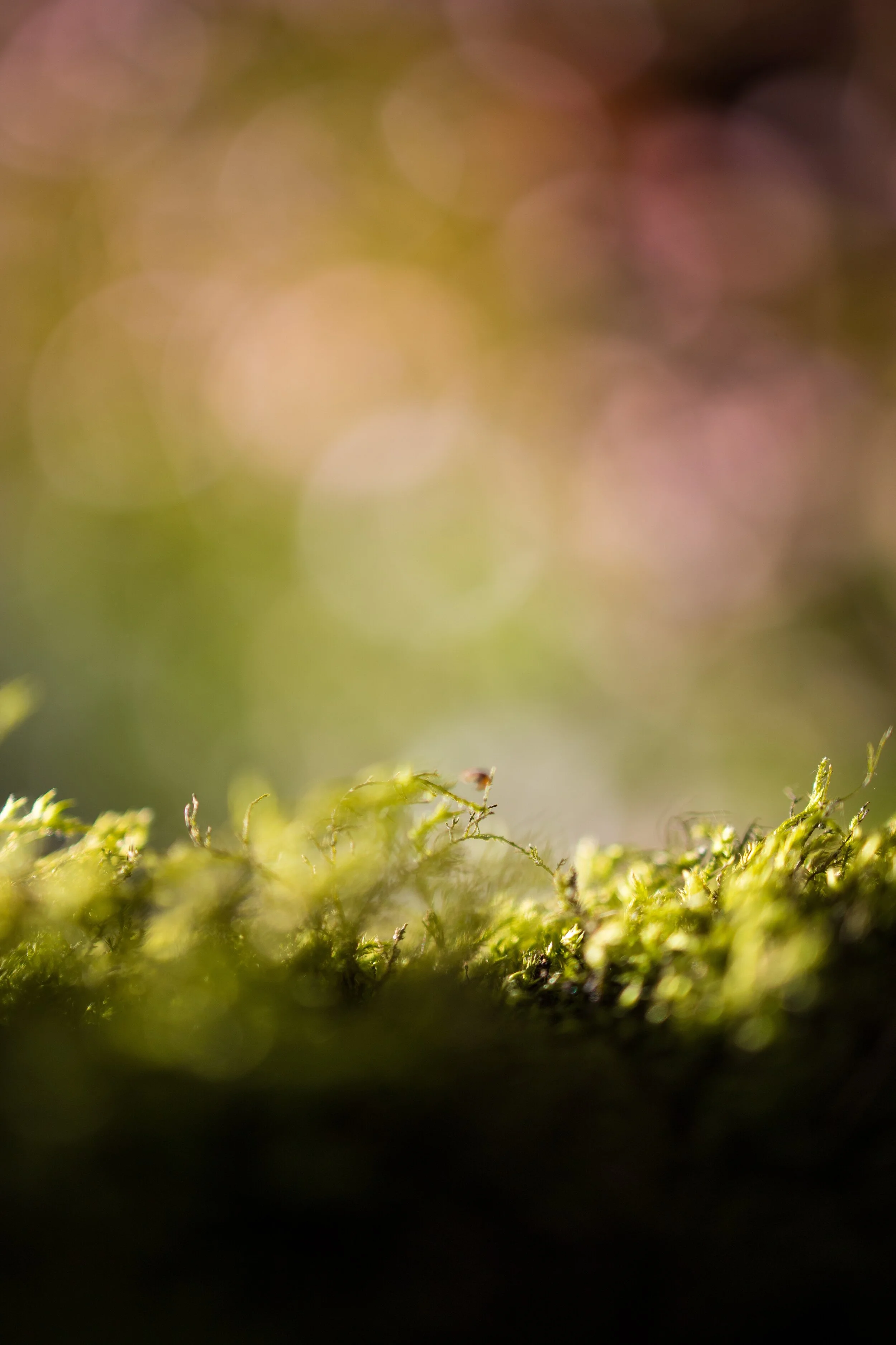 pexels-fabien-burgue-2029968.jpg
