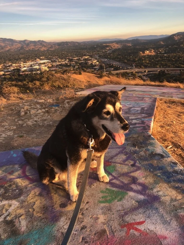 A Tribute to a Very Special Dog, and the Ever Present Intermingling of Love and Grief