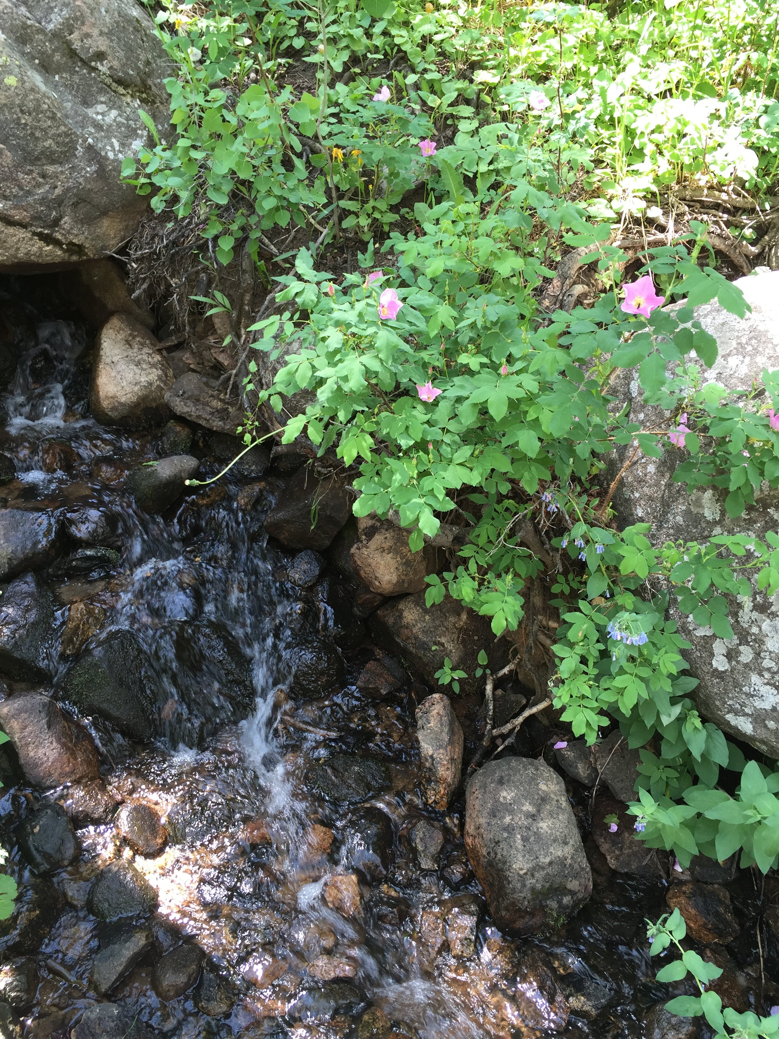 Talking to Mother Nature