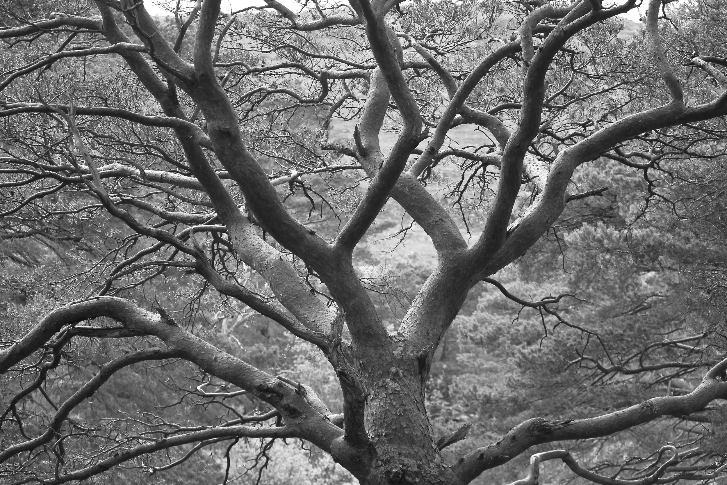 LIMBS, FALLS OF GRUDIE