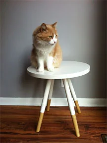 side table with cat