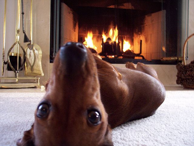  I hope you enjoyed all these fun pet ideas for your home. Leave me feedback or attach your photos to let me know what  you  have done for your pets in your homes.  