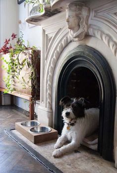  If your fireplace is closed up and not usable anymore, why not make it home for your pooch! 