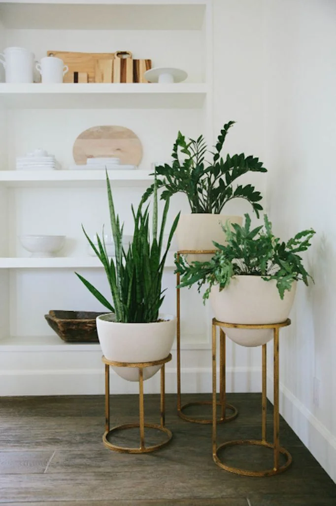Plants in plant stands.