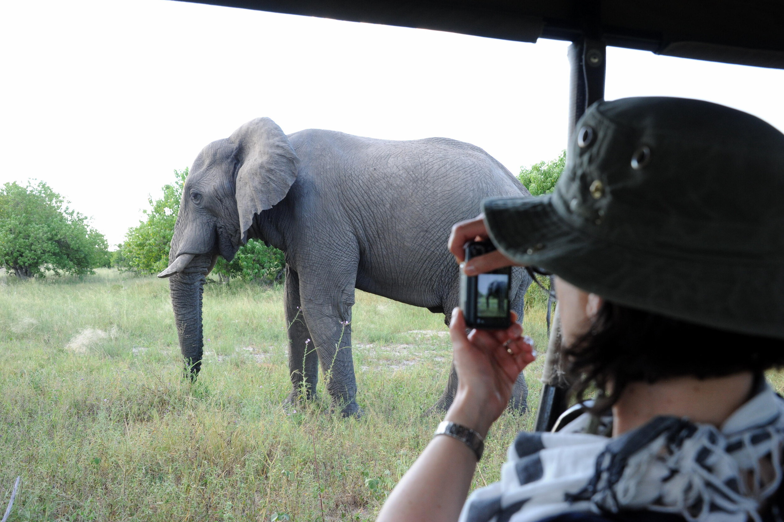 Elephant - susan taking photo of elephant.jpg