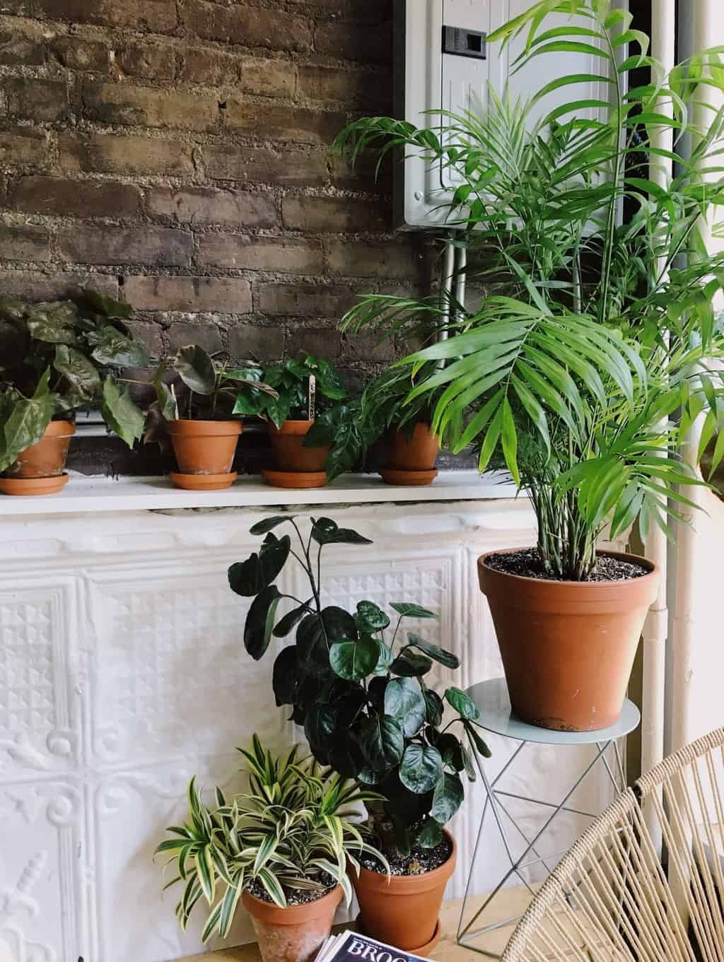 Low-Light-Indoor-Plants.jpeg