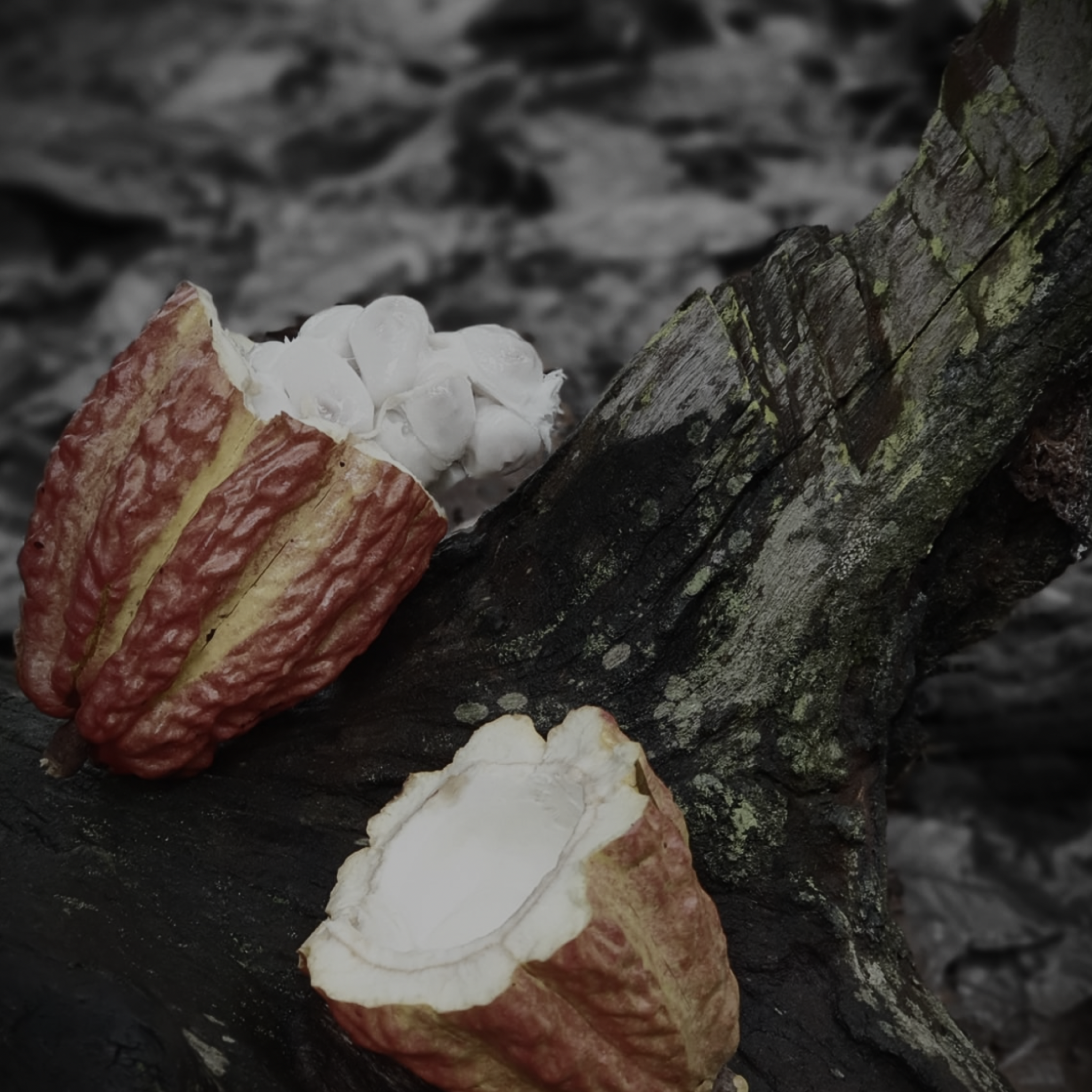 #12: The Cacao Connection: Getting Historical And Healthy With The World's Favorite Food With The Chocolate Guru