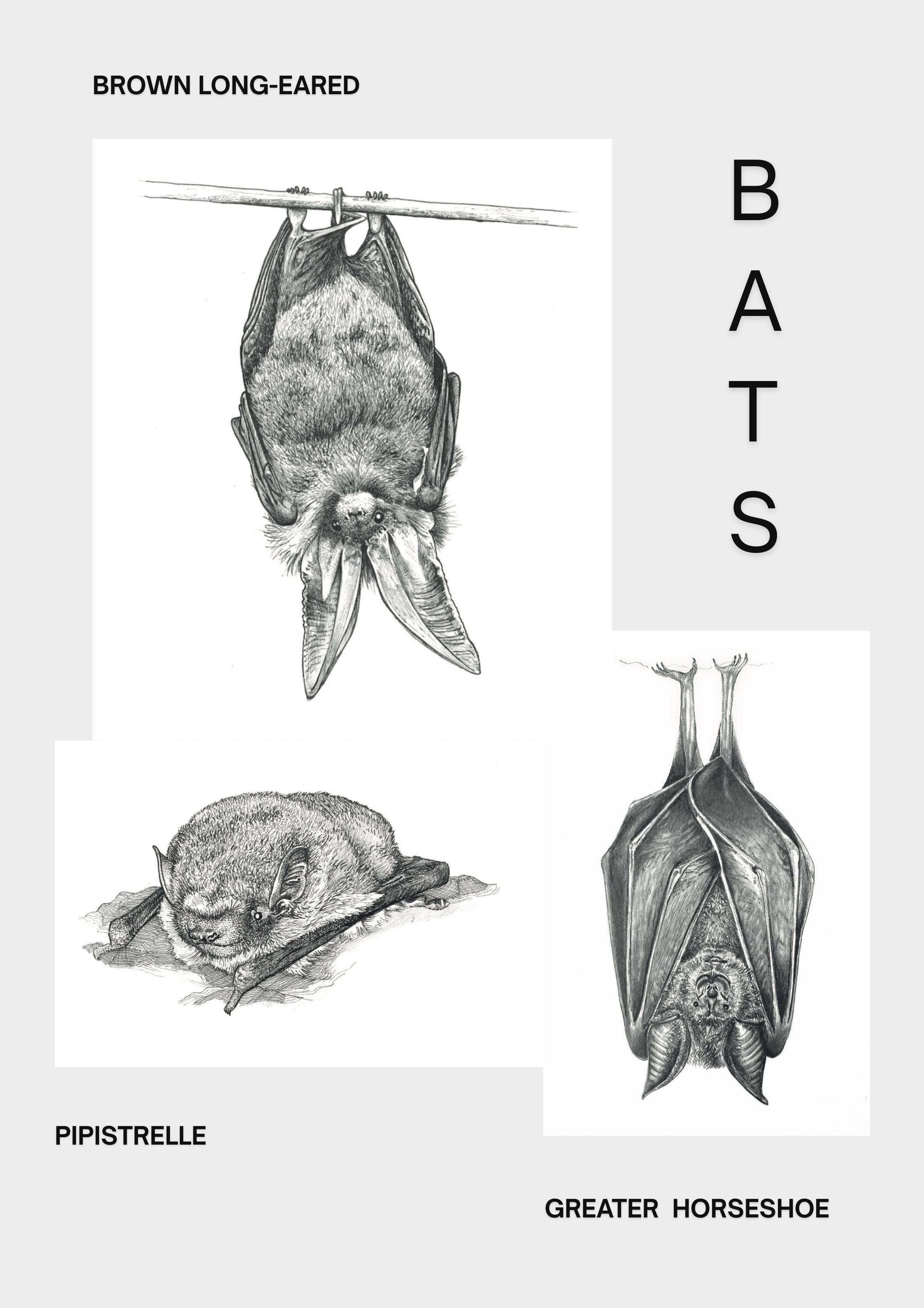 three bat designs.png