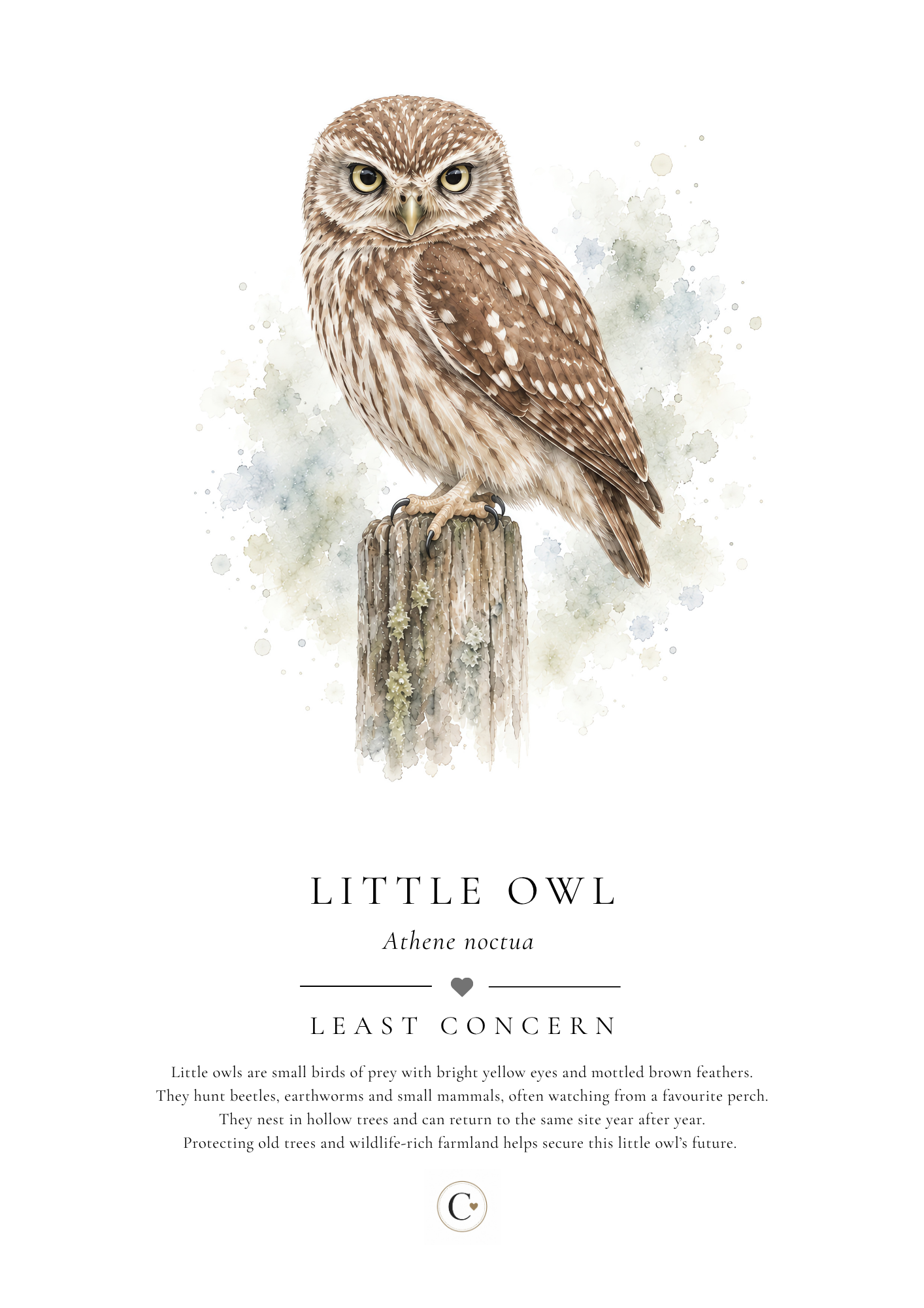Little Owl Creature Candy A4 Print.png