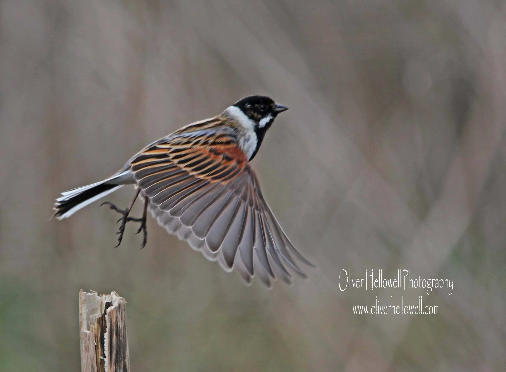 Stunning Wildlife Images by Young Amateur Photographer