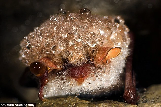 Hibernating Natterers Bat - Image by Yves Adams