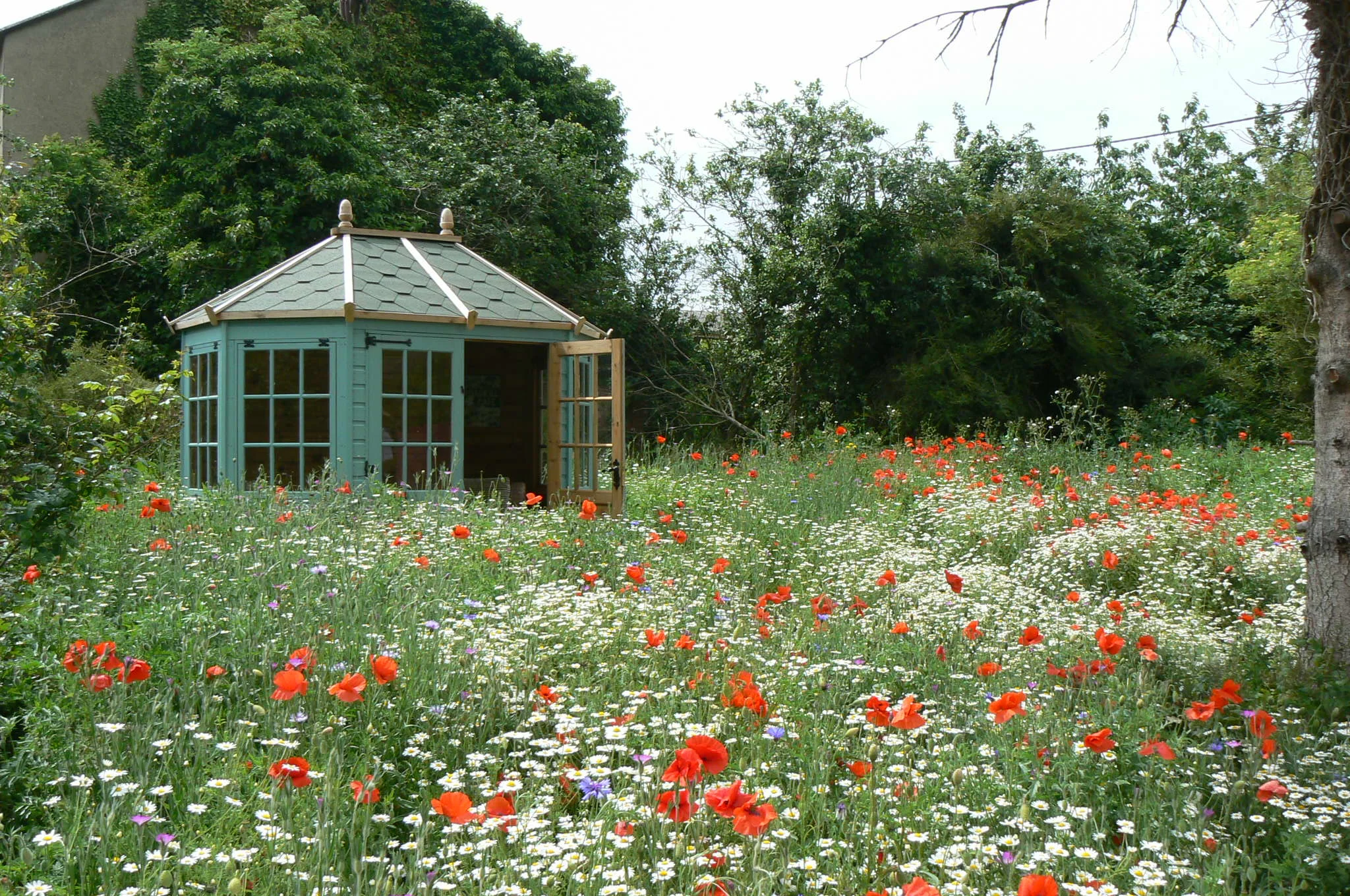 Wildflower meadow. Photo by Tim Evans