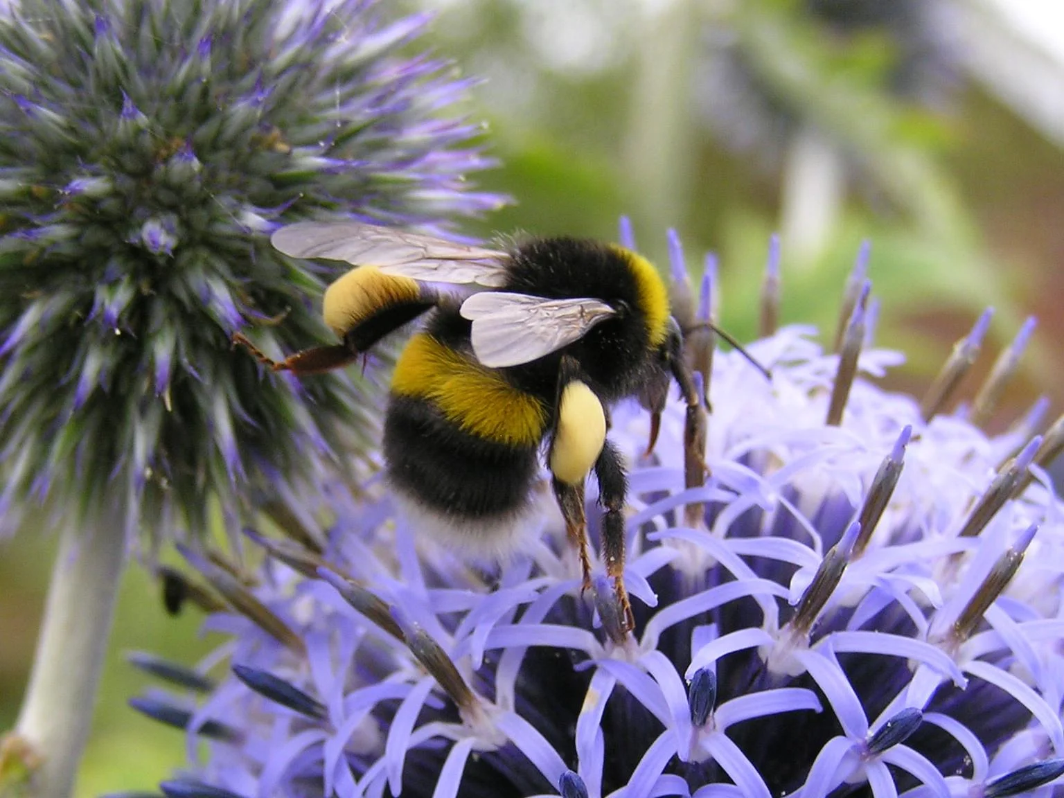 Creature Candy Helps Fund Bumblebee Conservation Trust's BeeWalk Programme