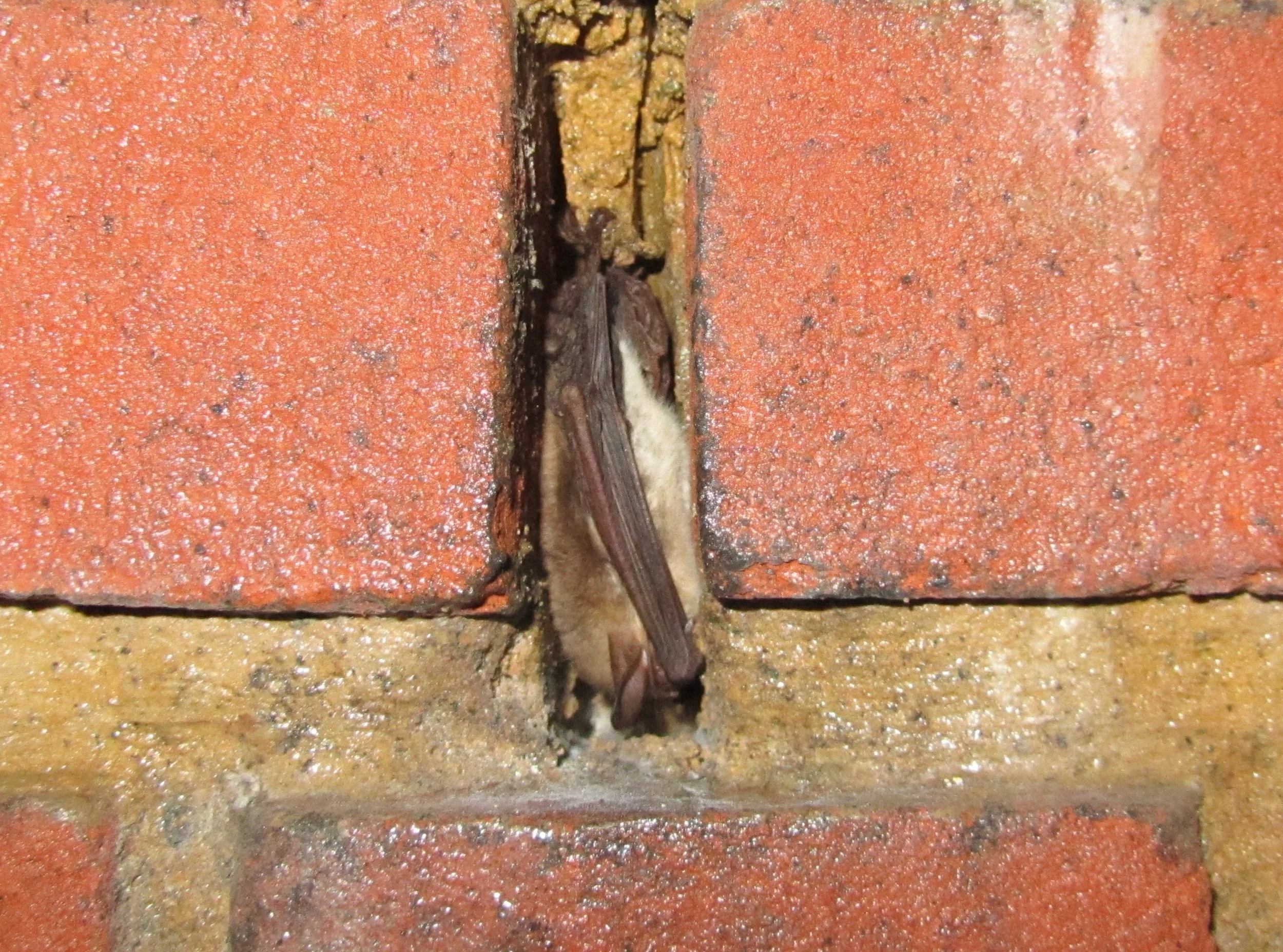 Natterers Bat Myotis nattereri in Hibernation