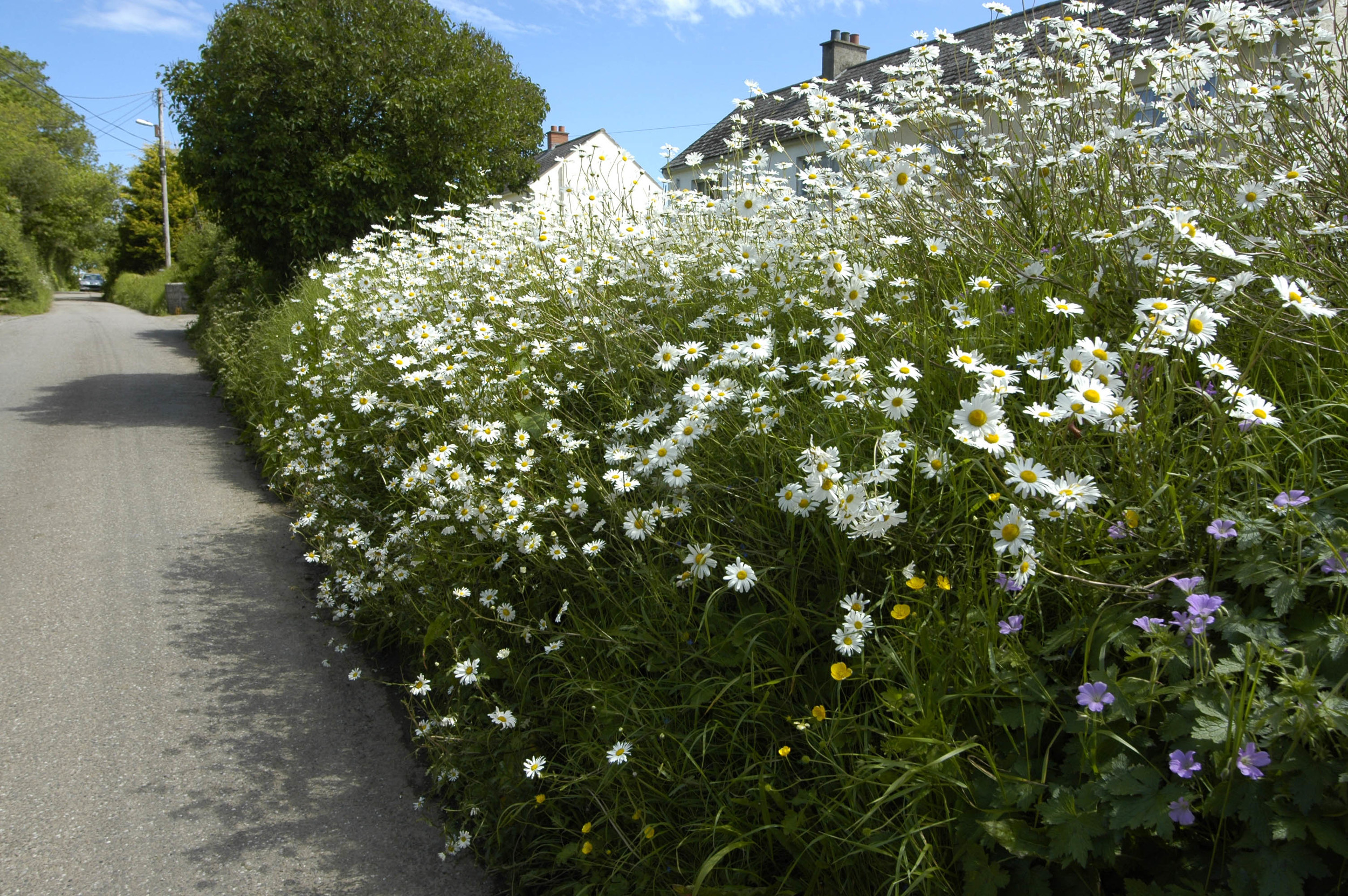 A previously well maintained grass verge now blooming with oxeye daisies. 