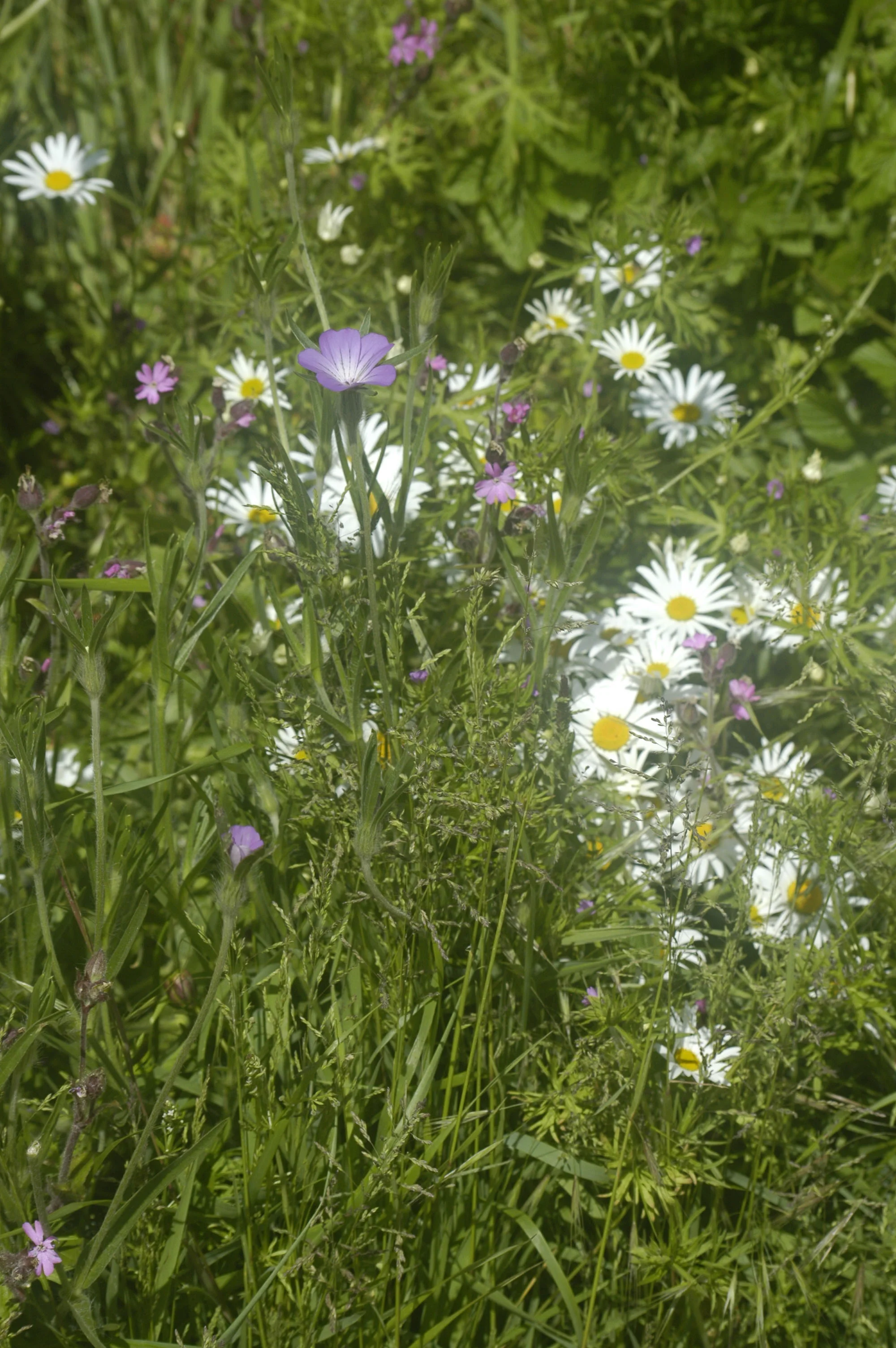 We've Done Something Wonderful for Wildlife