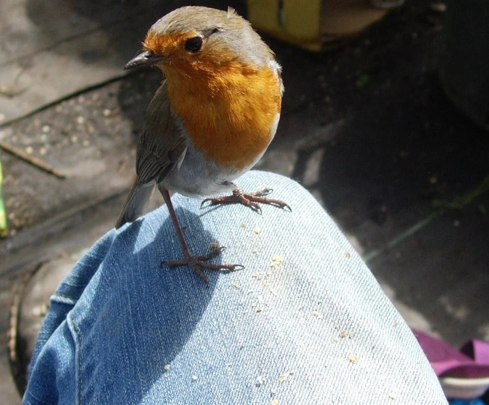 The garden has started to attract a few visitors.