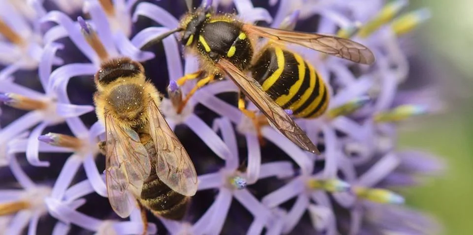 The Bees Knees - We've Done Something Wonderful for Wildlife