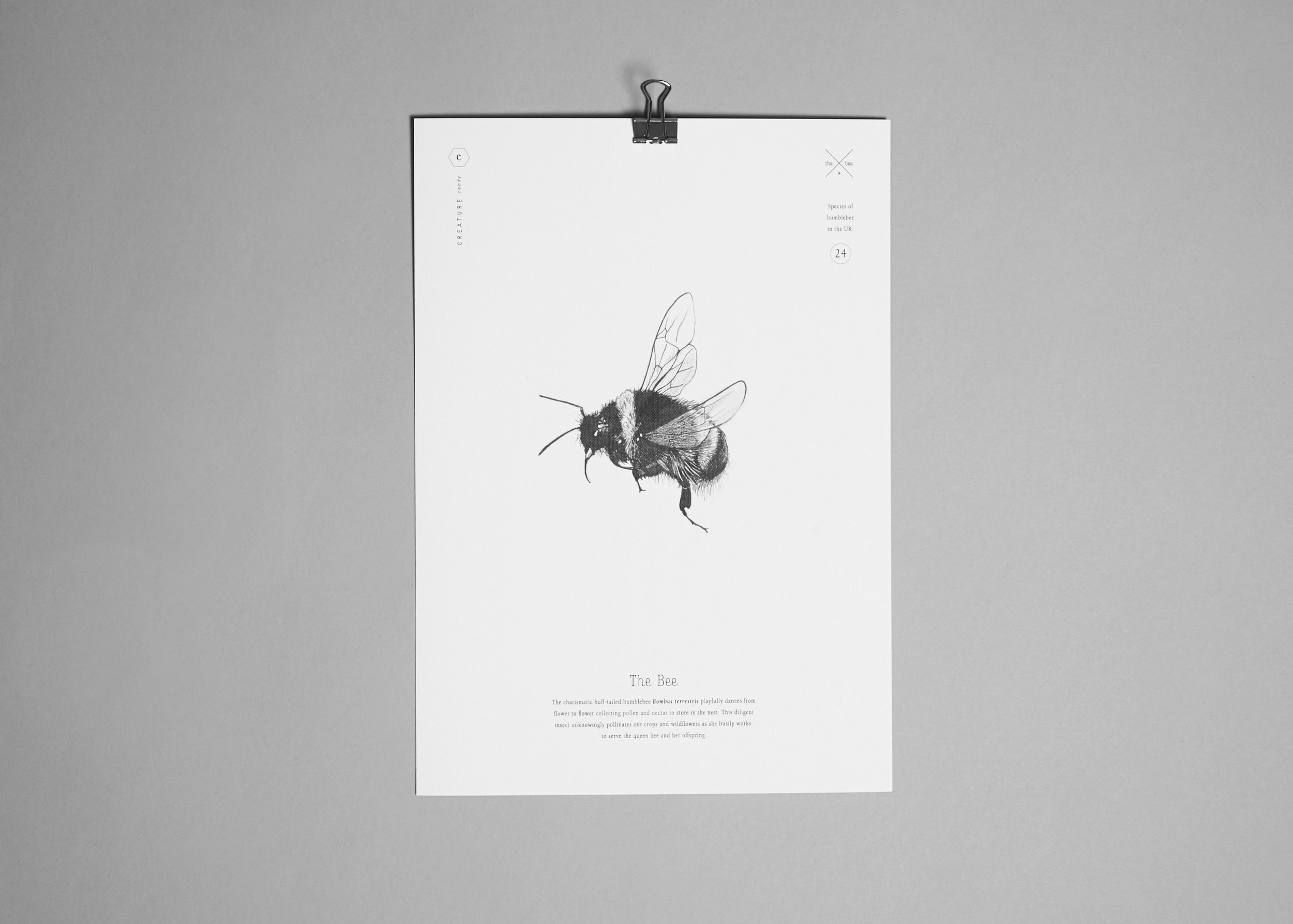 Creature Candy bee print