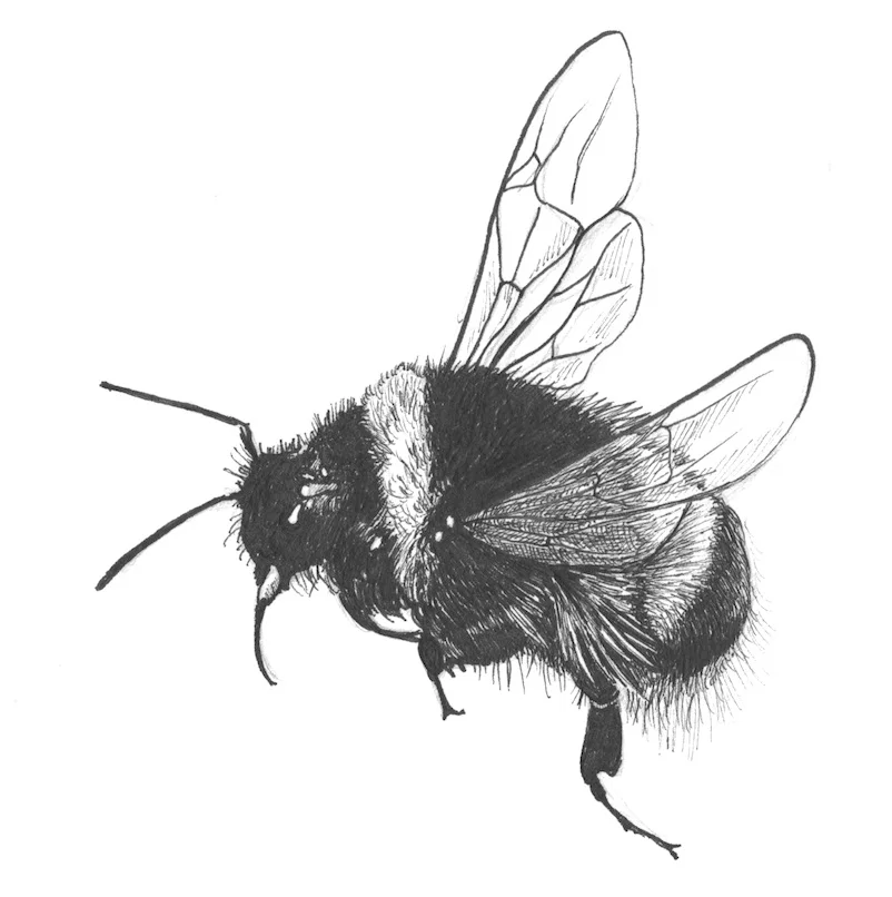 Buff-tailed Bumblebee Voted Britain's Favourite Insect