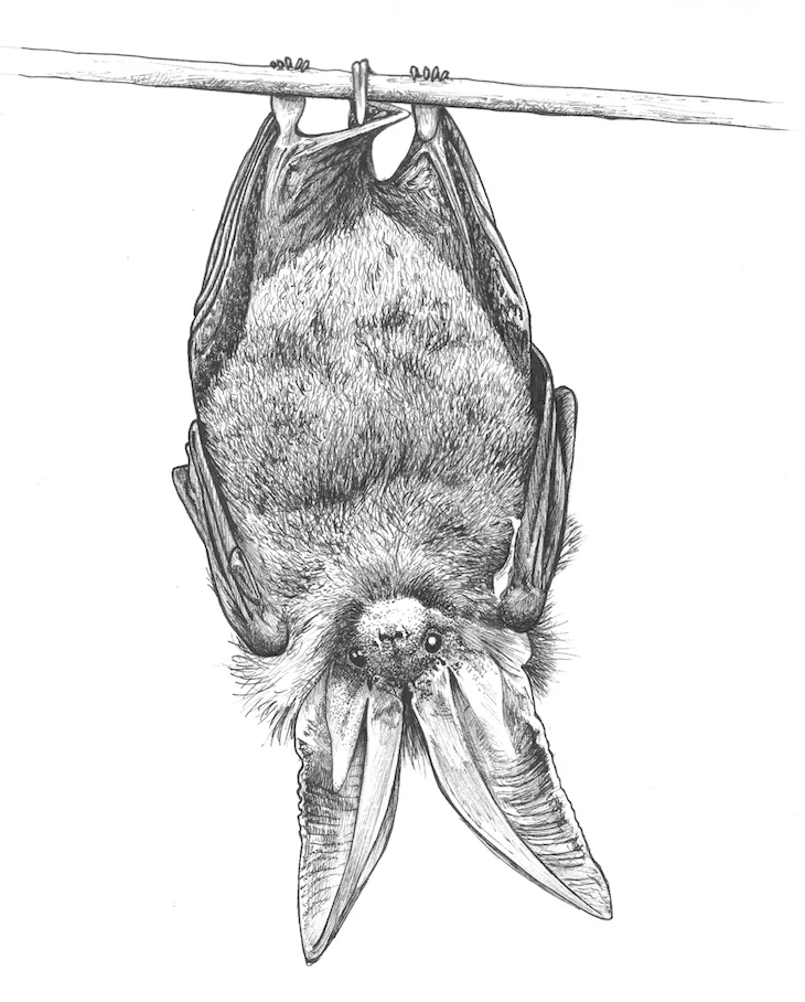 Batty Christmas Gifts