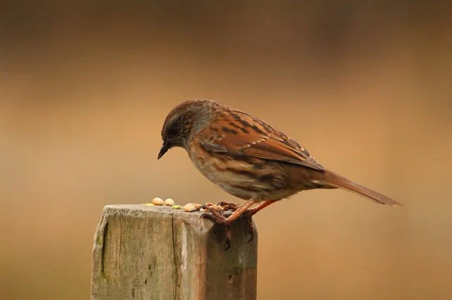 10 Declining Bird Species - You Might Be Surprised!