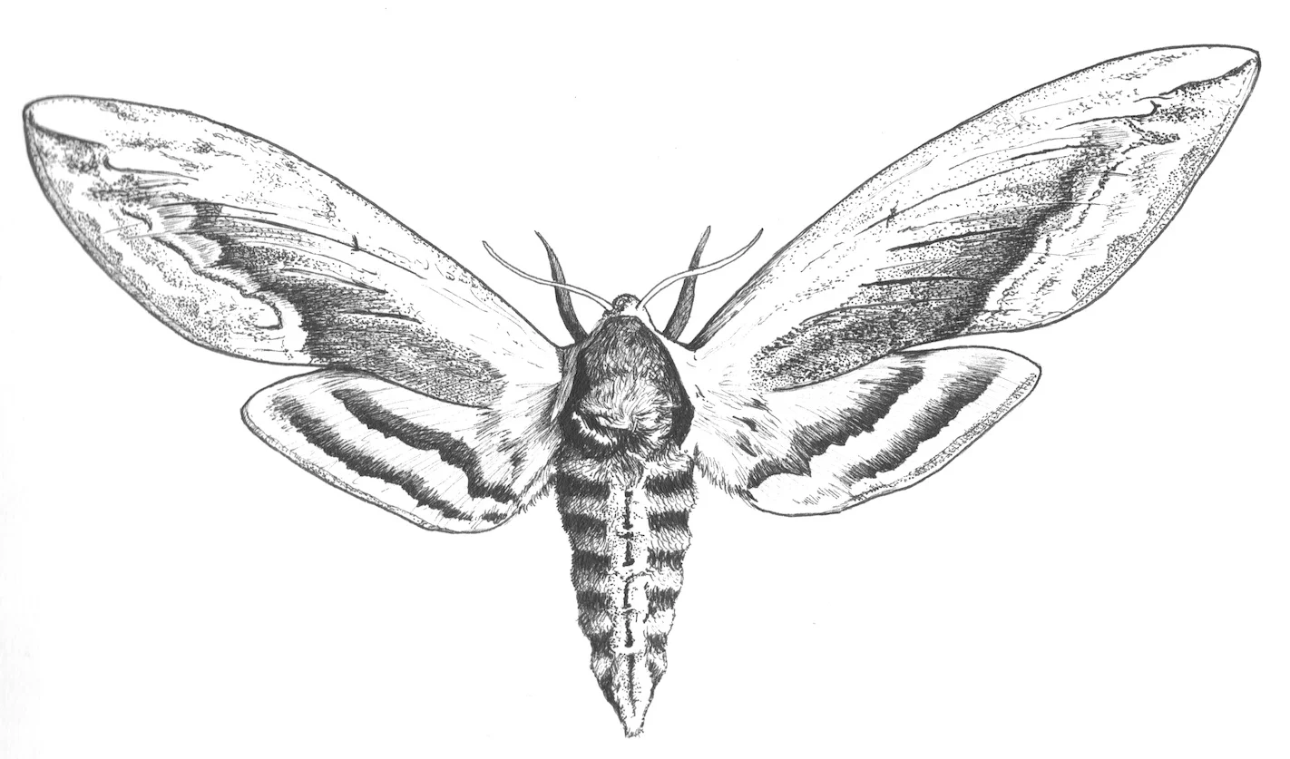 Declining Butterflies & 10% Off Moth Range