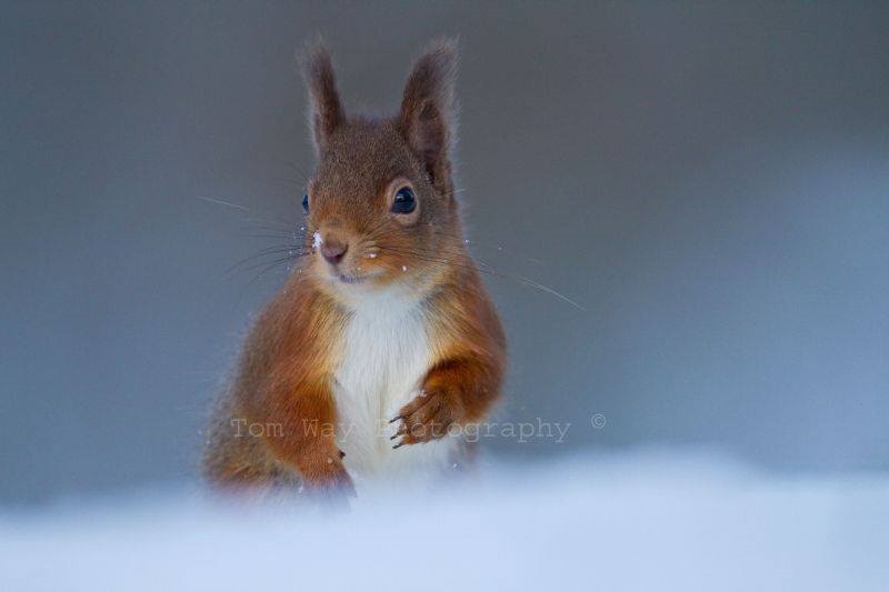 Red Squirrel by Tom Way