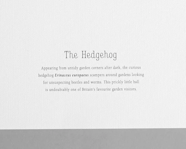 A4 Print-Hedgehog text.jpg
