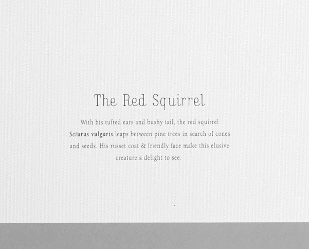 A4 Print-Squirrel text.jpg