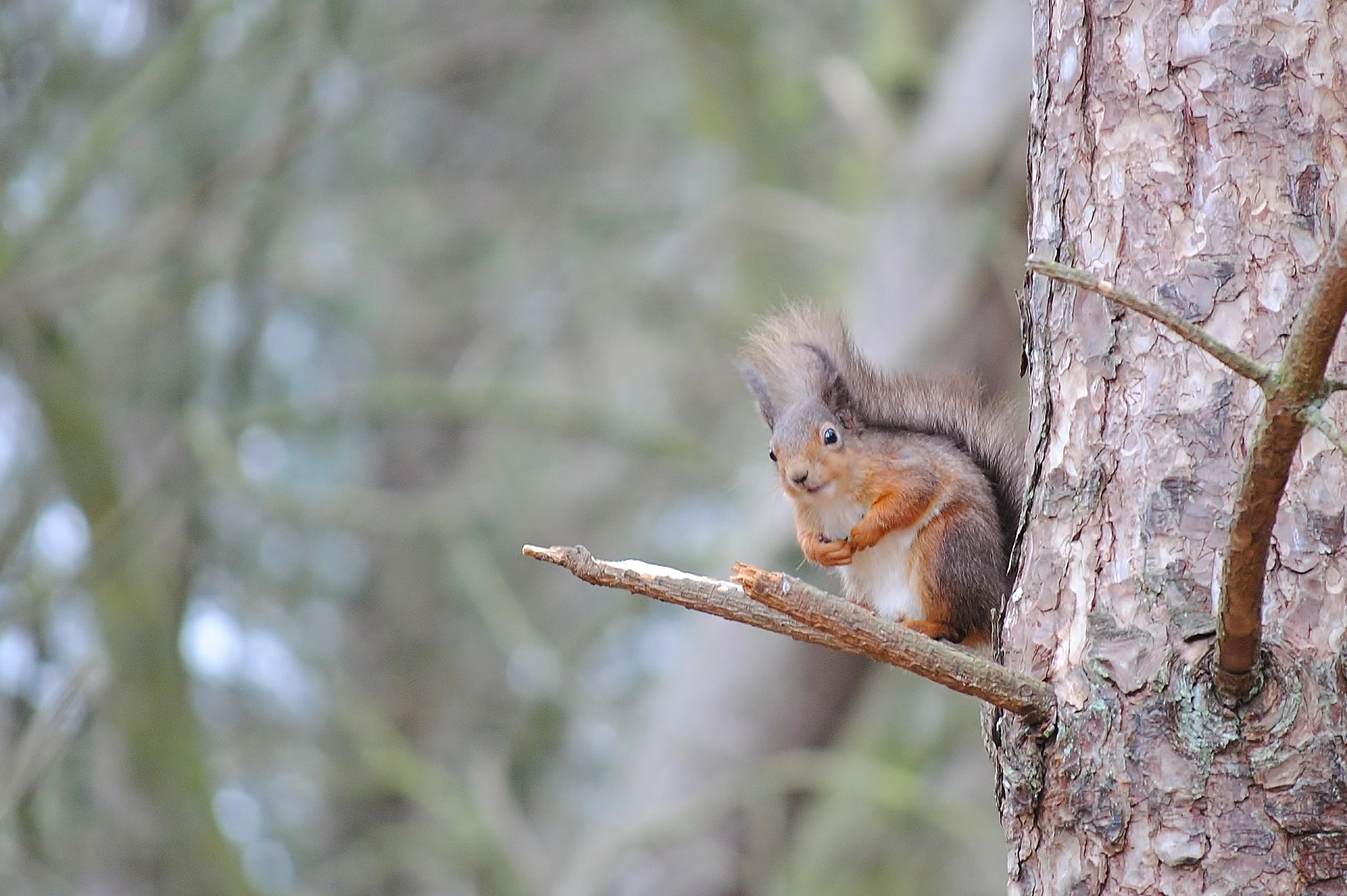 Red Squirrel by Leanne Hunter