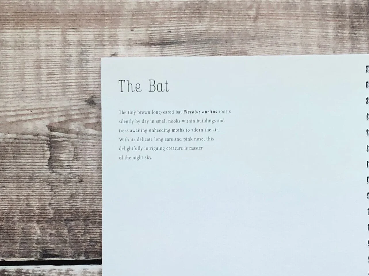 BAT2_0134.jpg