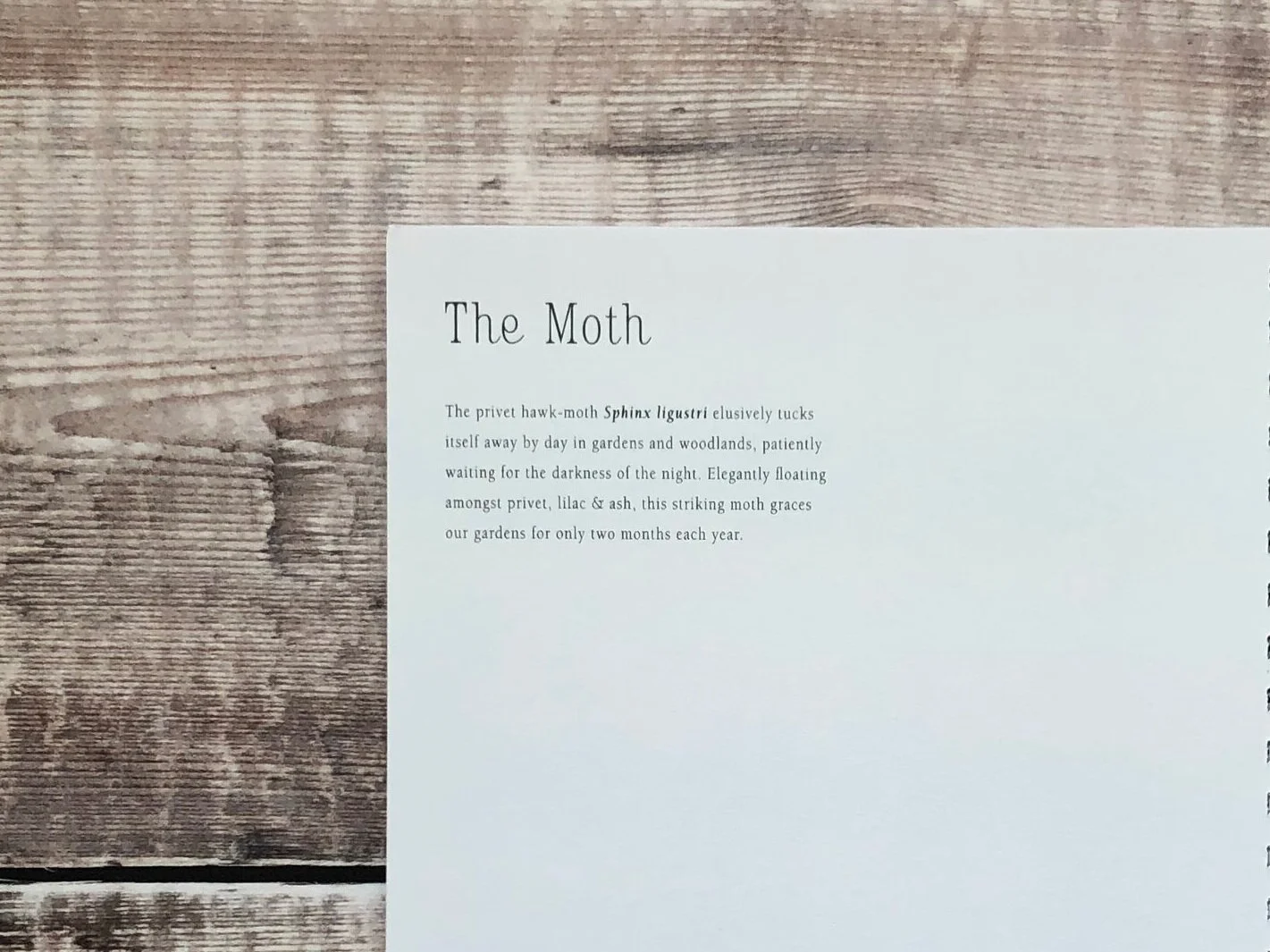 Moth2_4884.jpg