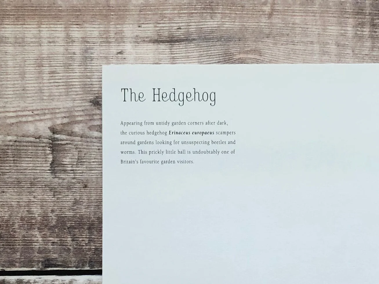 Hedgehog2_7763.jpg