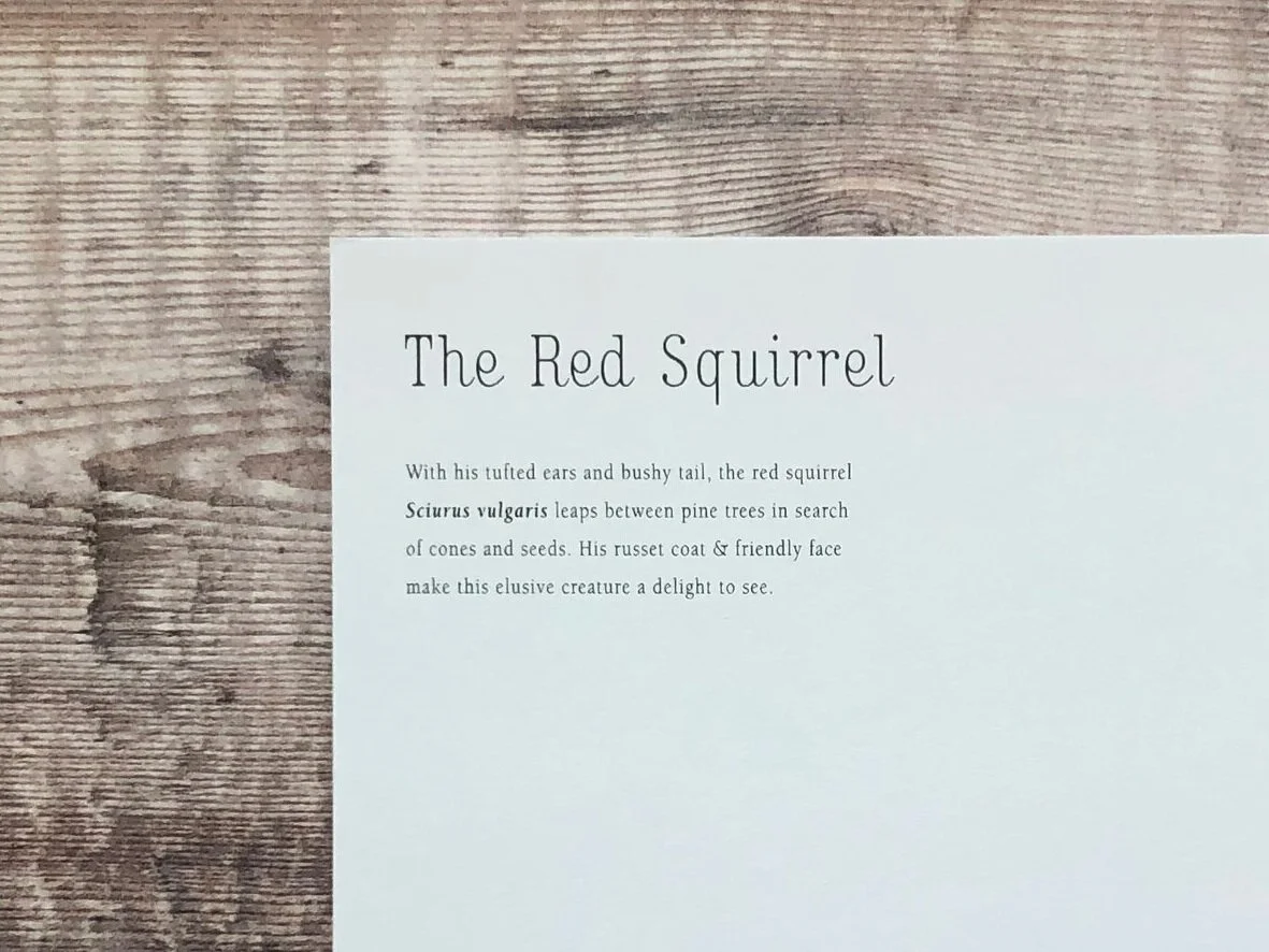 Squirrel2_8698.jpg