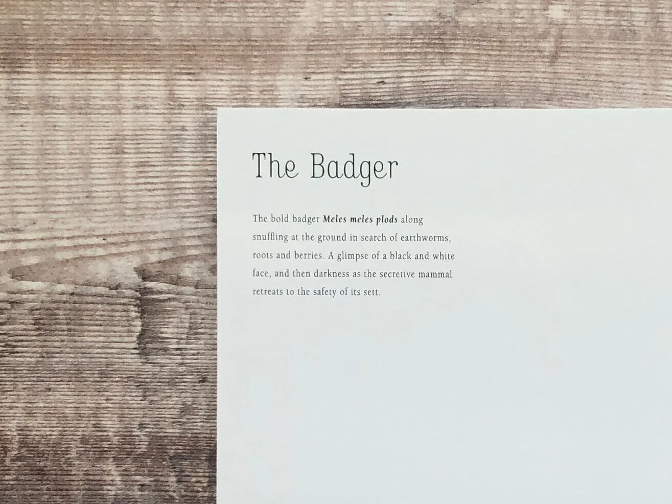 Badger2_2514.jpg
