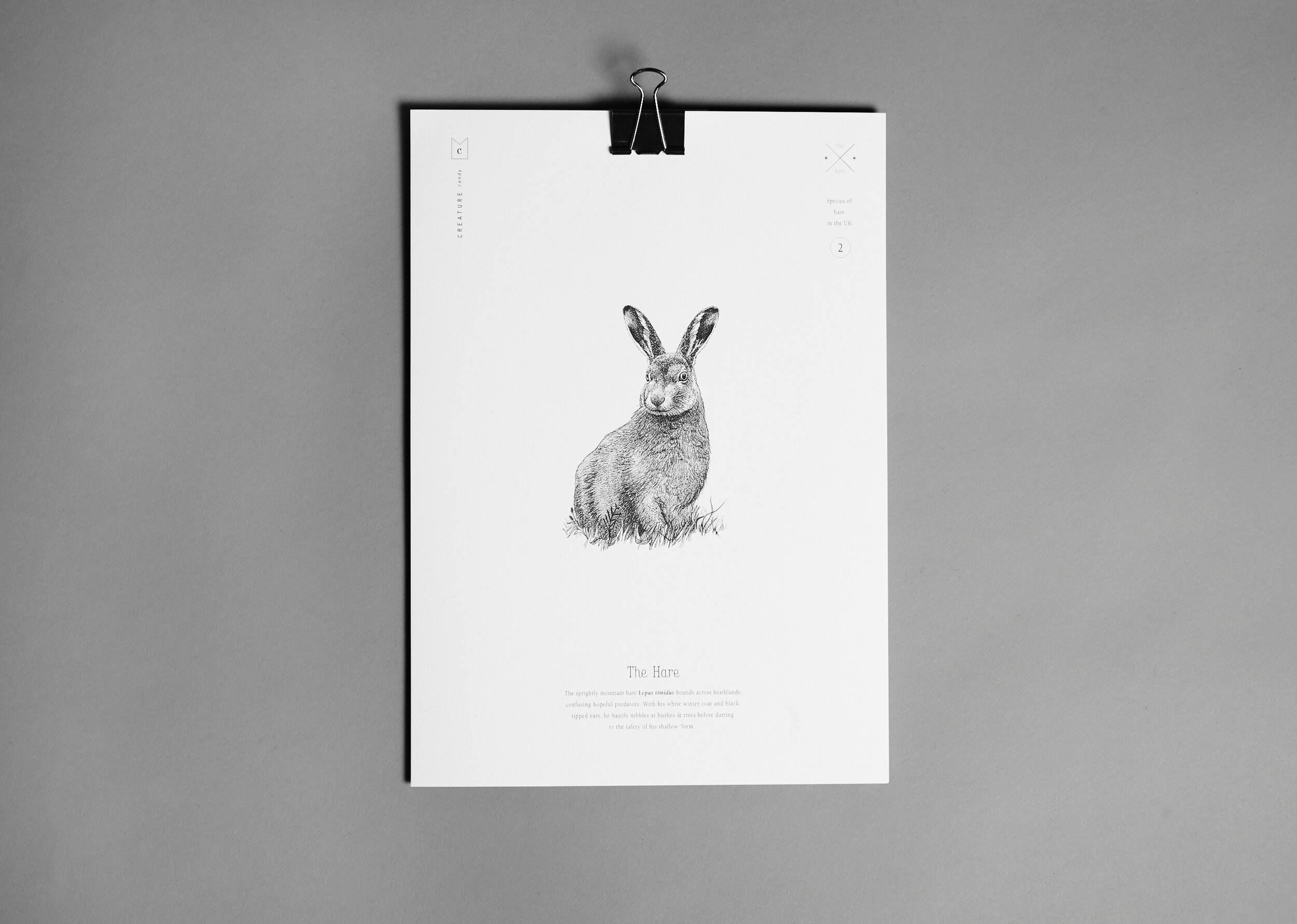 Print-Hare.jpg