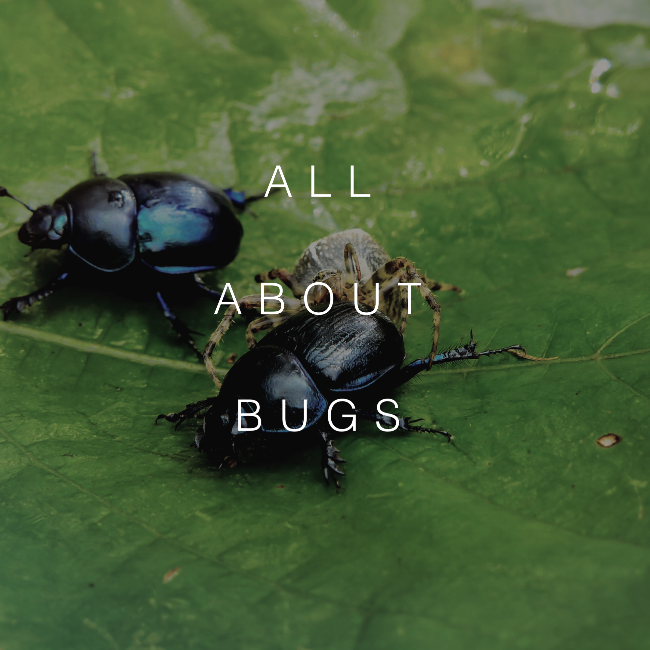 All About Bugs