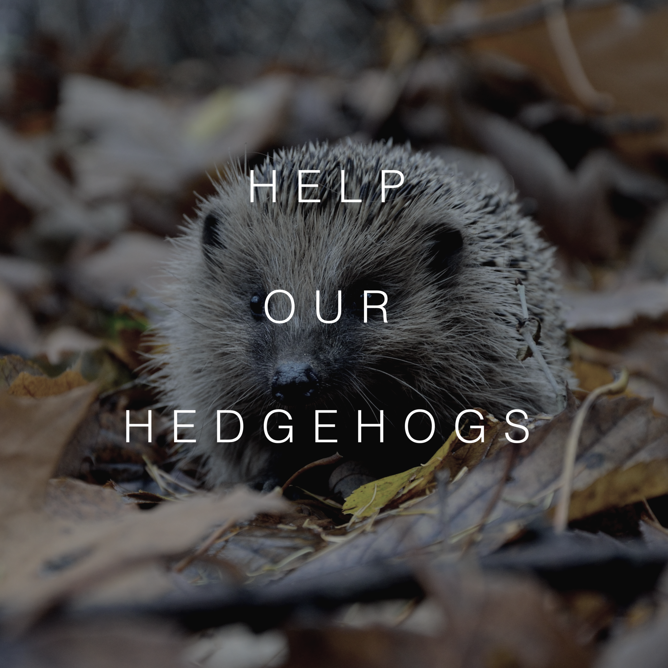 Help Our Hedgehogs