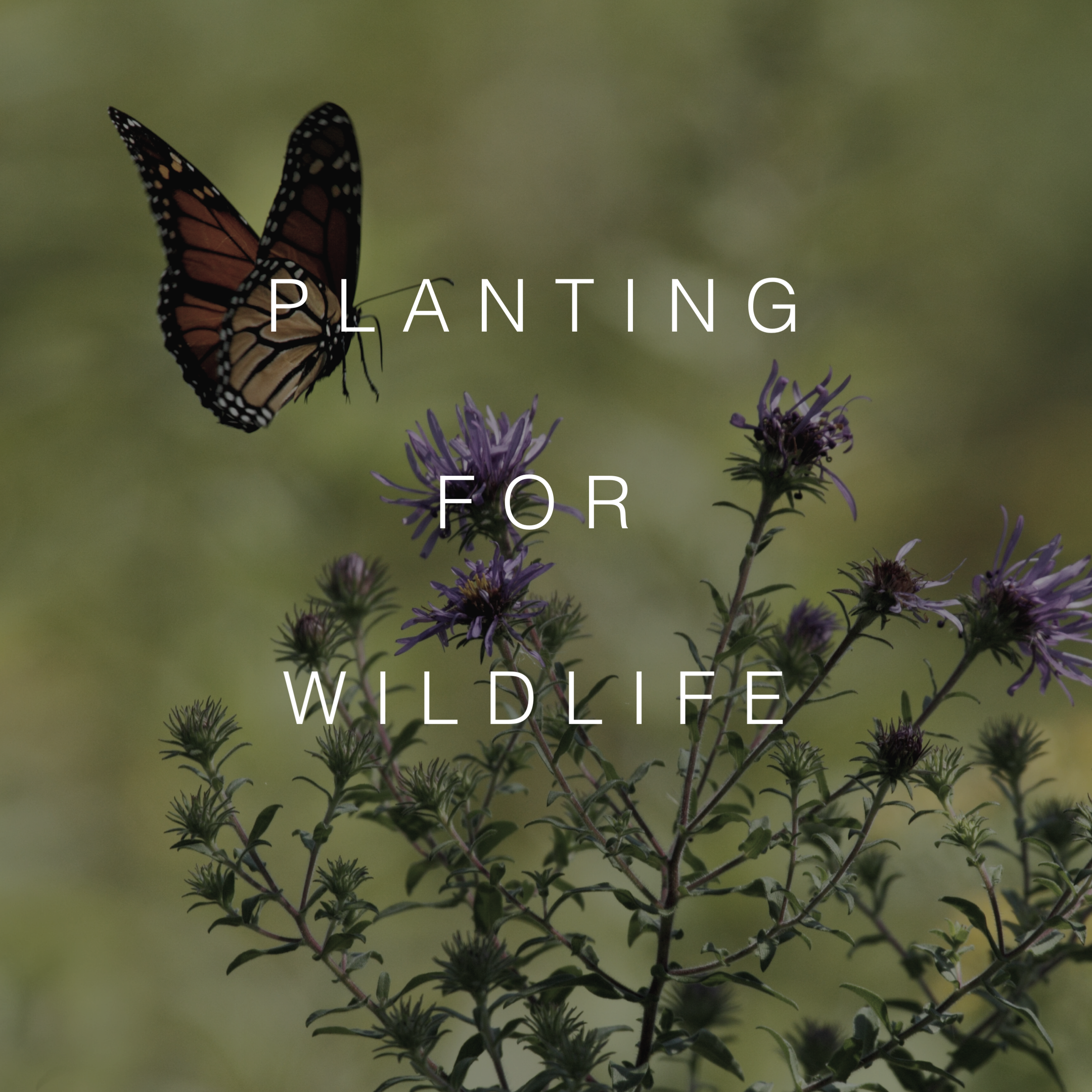 Planting for wildlife